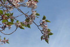 P1380292　葉桜