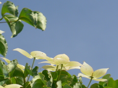 P1090378　青い空と…