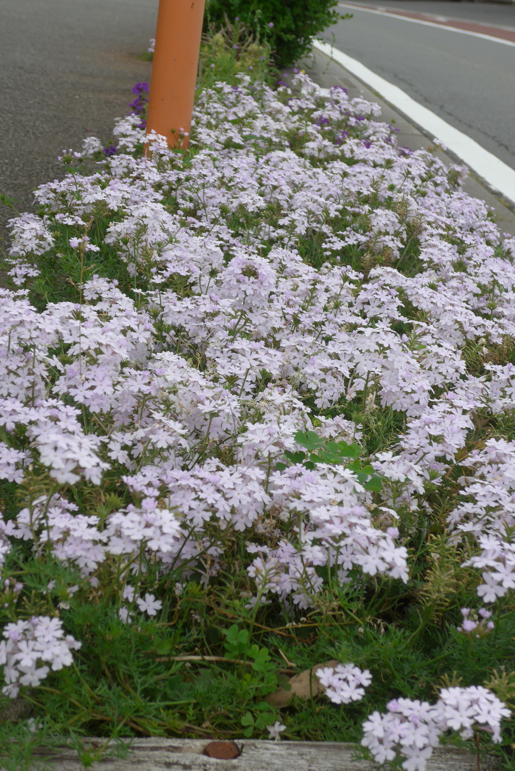 P1380567　歩道の華