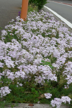 P1380567　歩道の華