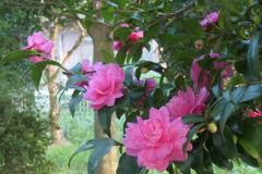 P1069505　山茶花