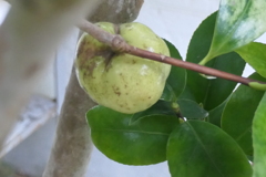 P1080845　椿の実