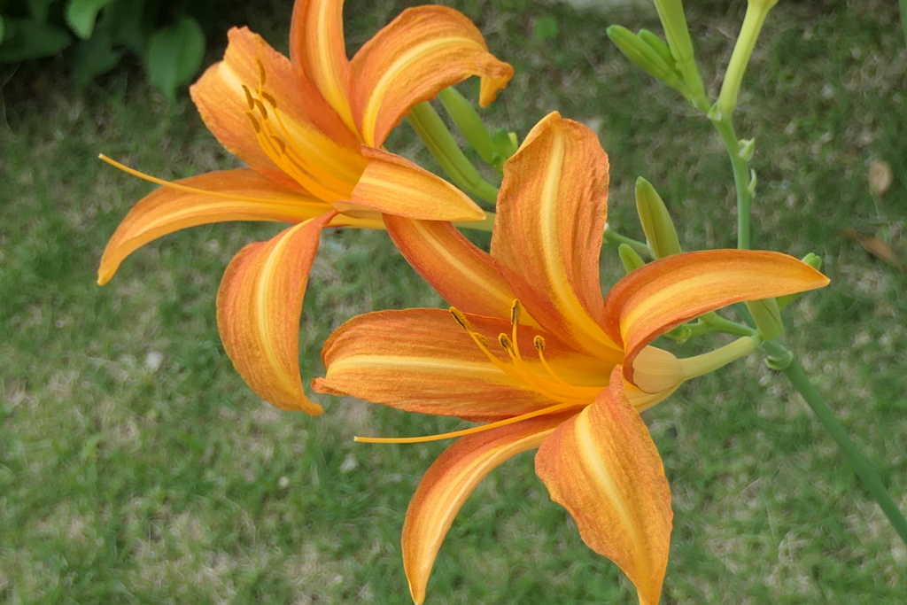 P1046667　ノカンゾウ