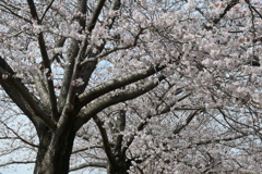 P1023509　さくら