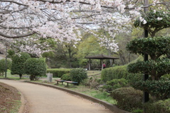 P1035429　桜咲く公園