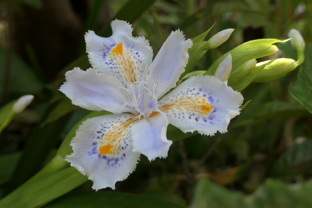 P1023486　シャガ