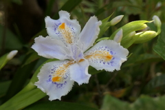 P1023486　シャガ