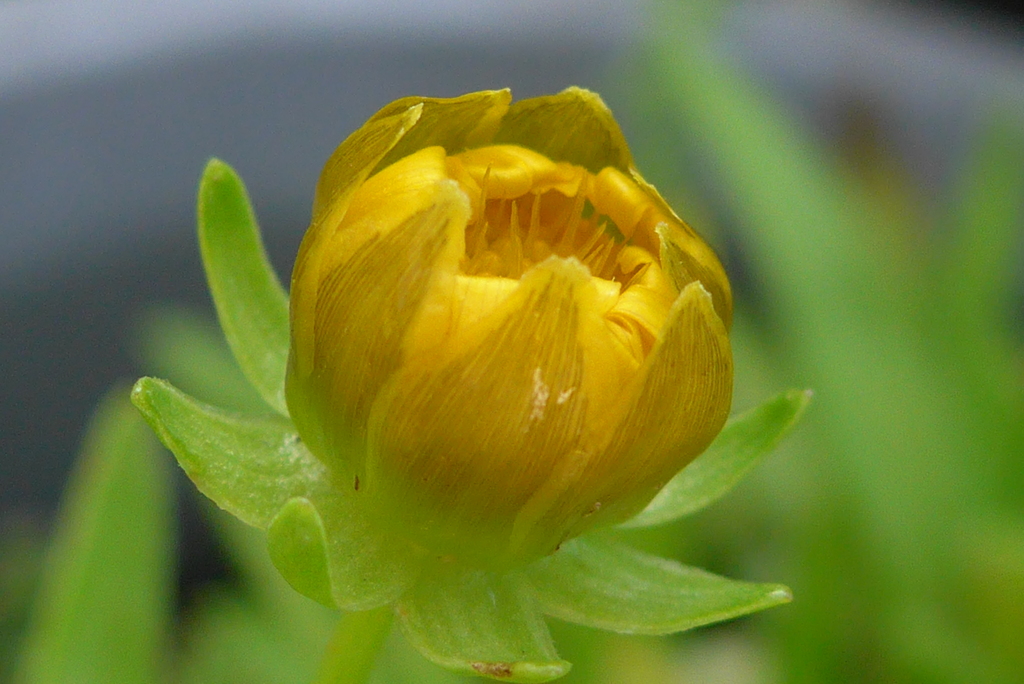 P1300489　つぼみ