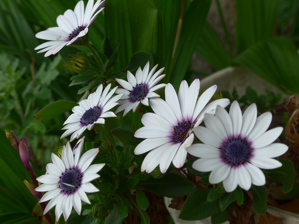 P1080642　オステオスペルマム