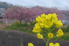 P1130936　菜の花