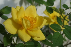 P1024077　ミニバラ