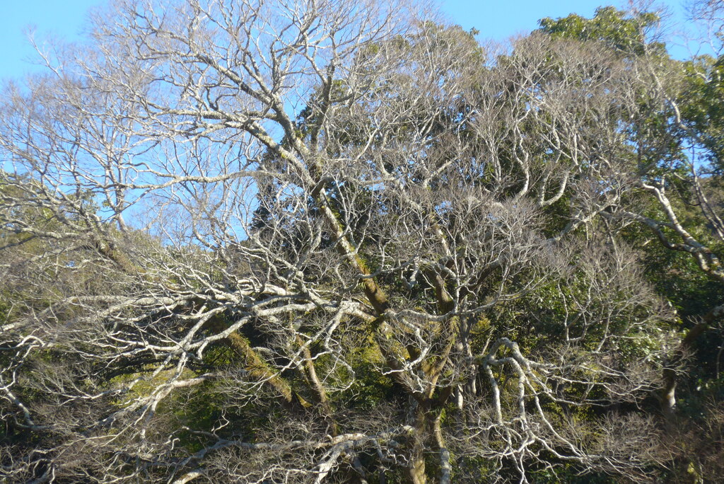 P1390382　いにしえの…