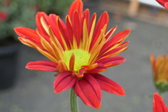 P1069482　菊