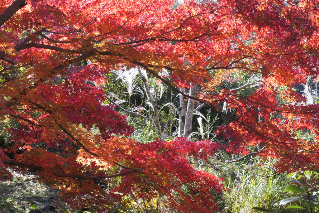 P1069620　紅葉