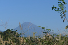 P1310271　9月16日 野の草と富士山