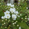 P1023433　ユキヤナギ