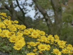 P1120367　「菊まつり」にて