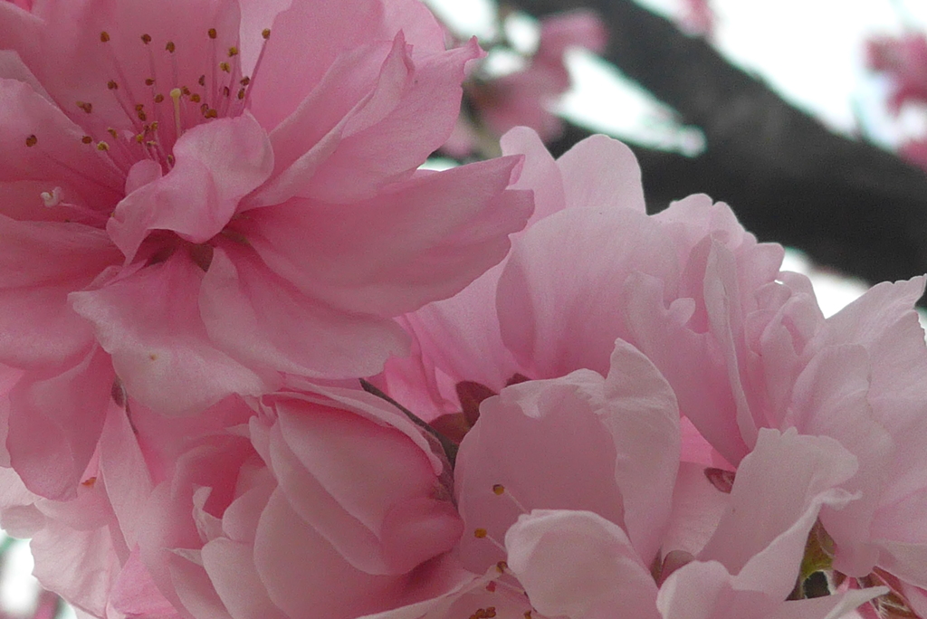 P1080162　華やか♪