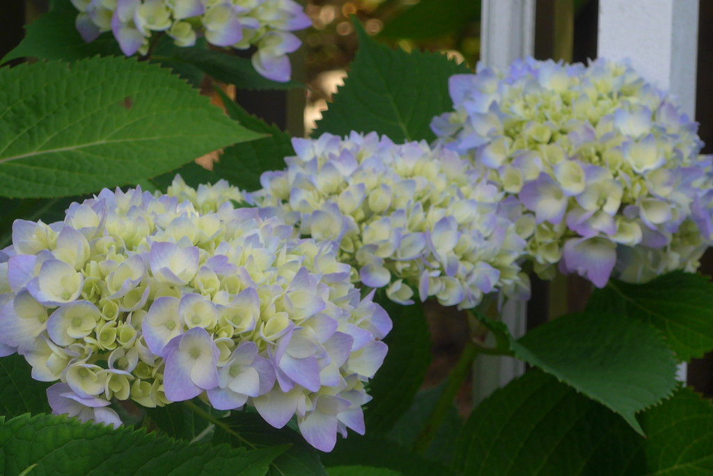 P1220911　青くなります(^_^)/