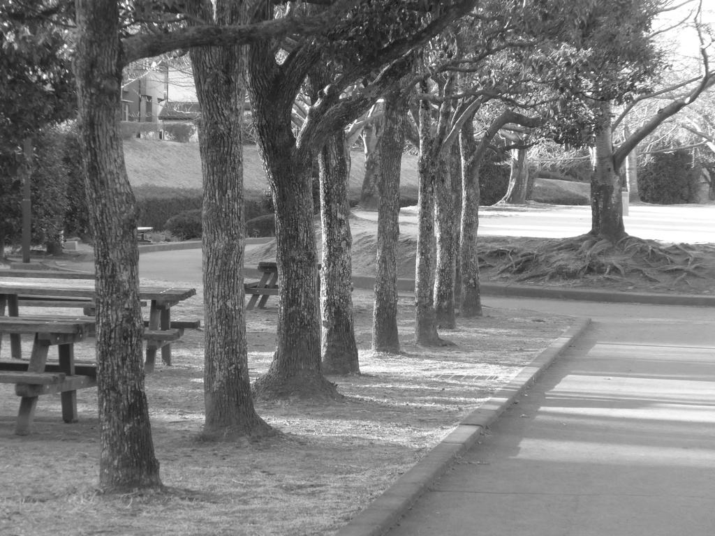 P1070273　いつもの公園