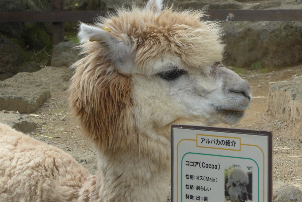 P1250456　三島楽寿園にて