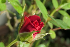 P1024063　ミニバラ