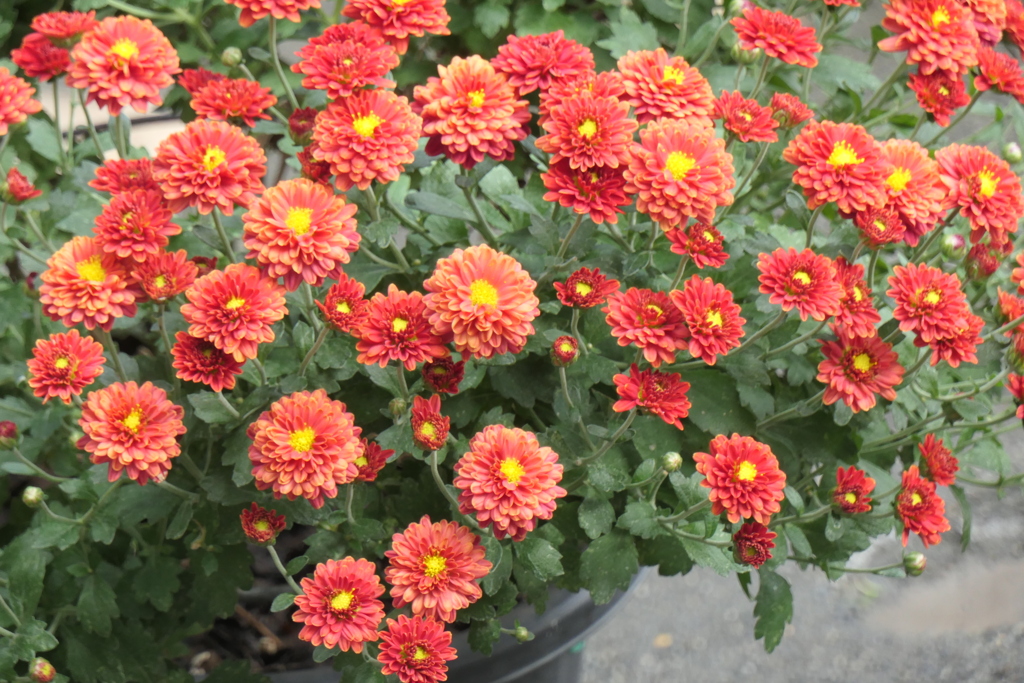 P1069488　菊