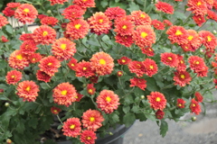 P1069488　菊
