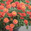 P1069488　菊