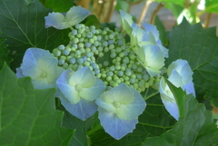 P1350979　木陰で咲く