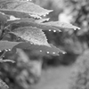 P1046158　雨上がり