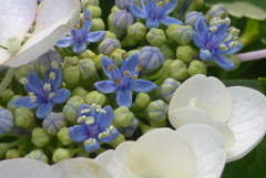 P1230401　あじさい