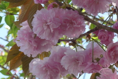 P1350424　八重桜