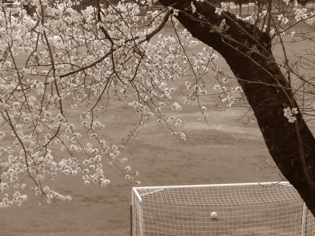 P1080133　小学校と桜