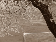P1080133　小学校と桜