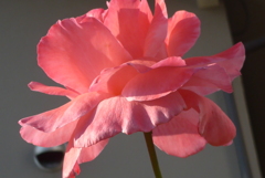 P1360115　薔薇
