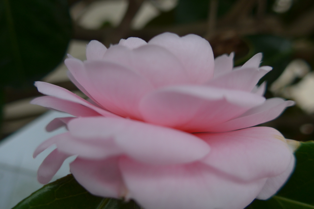 P1250844　優しく咲く