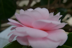 P1250844　優しく咲く