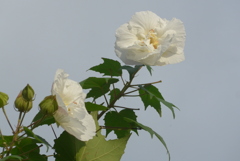P1360970　芙蓉