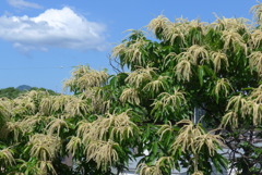 P1350948　栗の花