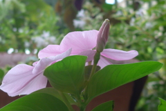 P1110249　ニチニチソウ