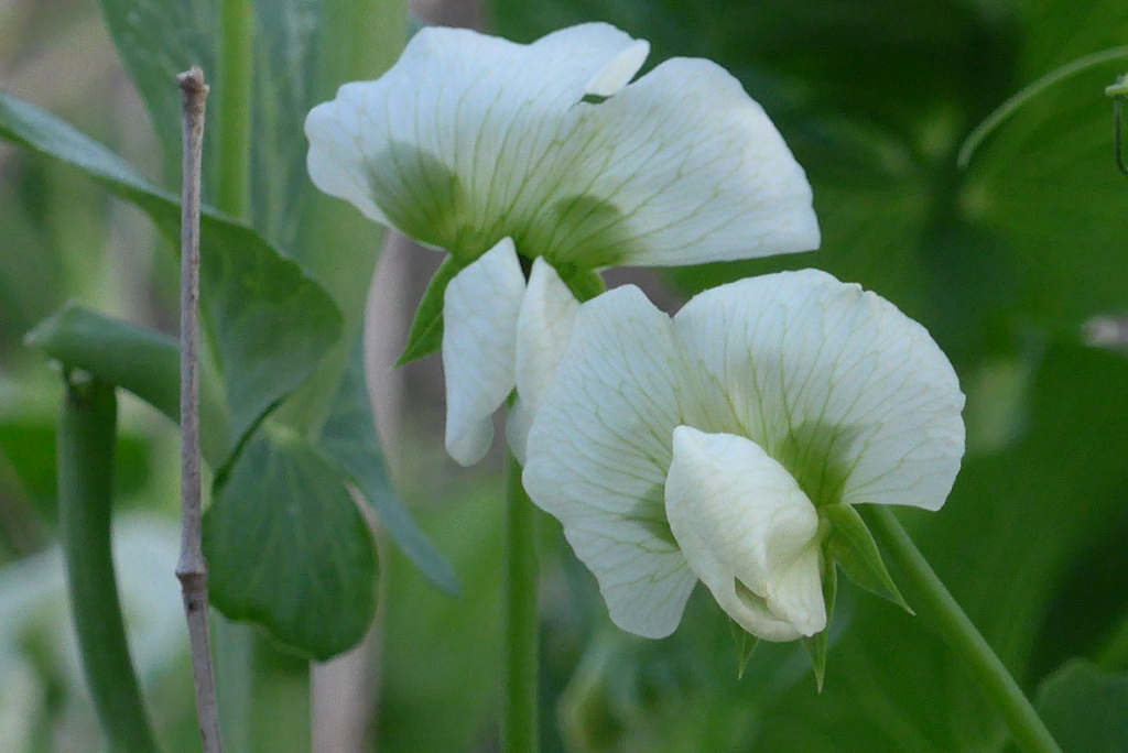P1200496　エンドウの花