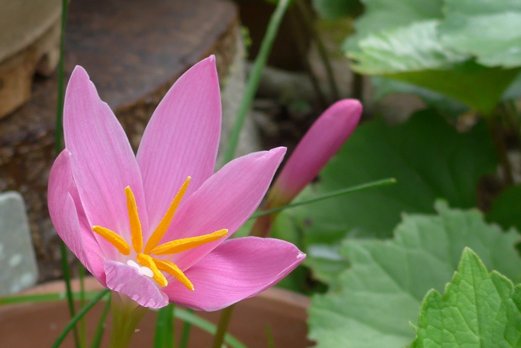 P1160416　ゼフィランサス