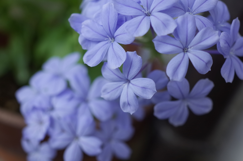 R0353730　ルリマツリ