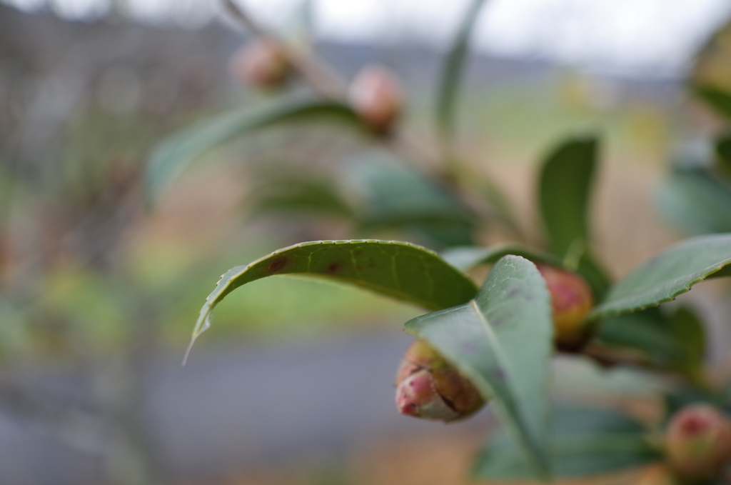 R0353401　雨上がりに