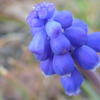 P1140219　ムスカリ