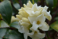 P1370613　沈丁花