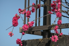 P1001309　造花のような…