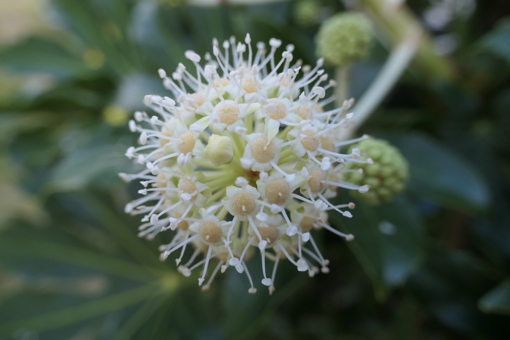 P1080982　ヤツデの花