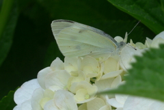 P1230068　白いアジサイと白い蝶